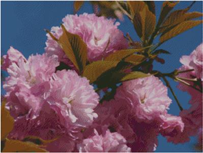 (image for) Kwanzan Cherry Blossoms